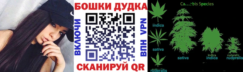 Бошки Шишки план  Полярный 